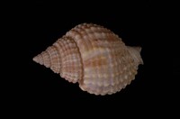 藏品(球織紋螺)的圖片